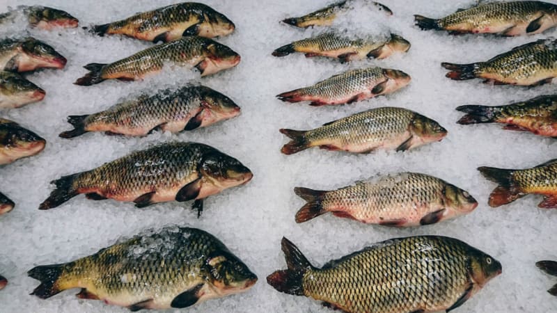 Fisch einfrieren - Fische auf Eis<br>